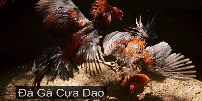 Tổng quan về trò chơi đá gà cựa dao S666