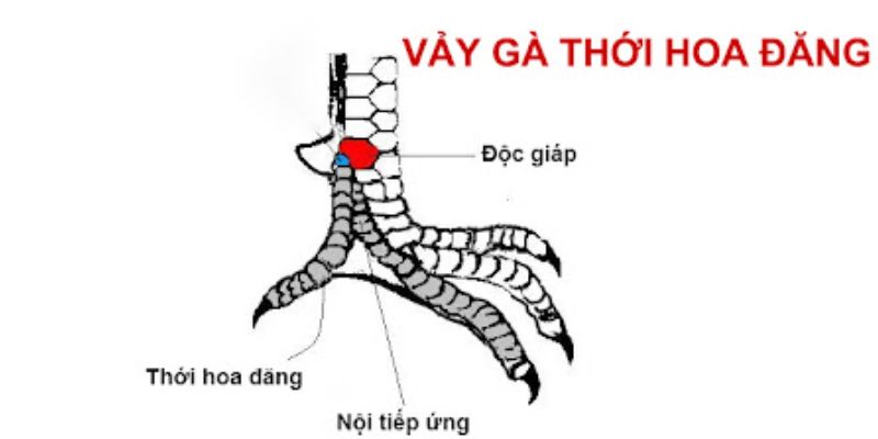 Nguồn gốc vảy thới hoa đăng